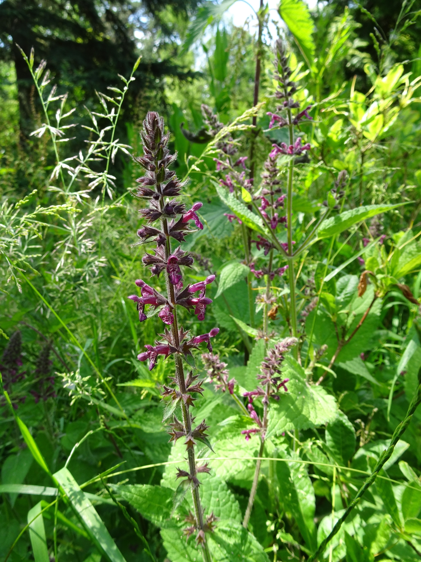 en deze, please ... ?